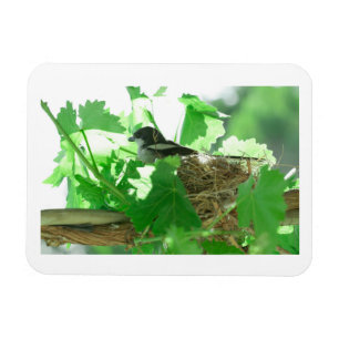 Fiskaal Laksman Fiscal Shrike Bird Nest Magnet