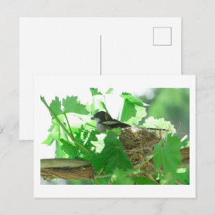 Fiskaal Laksman Fiscal Shrike Bird Nest Postcard