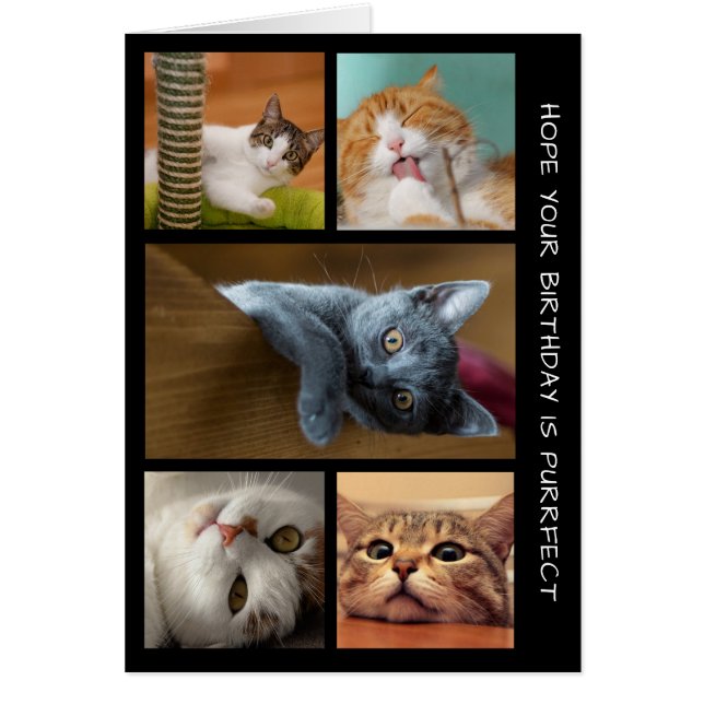 Five CAT Photo Birthday Collage Birthday Card (Front)
