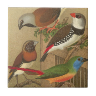 Five Colourful Pet Birds Perched on a Branch Ceramic Tile
