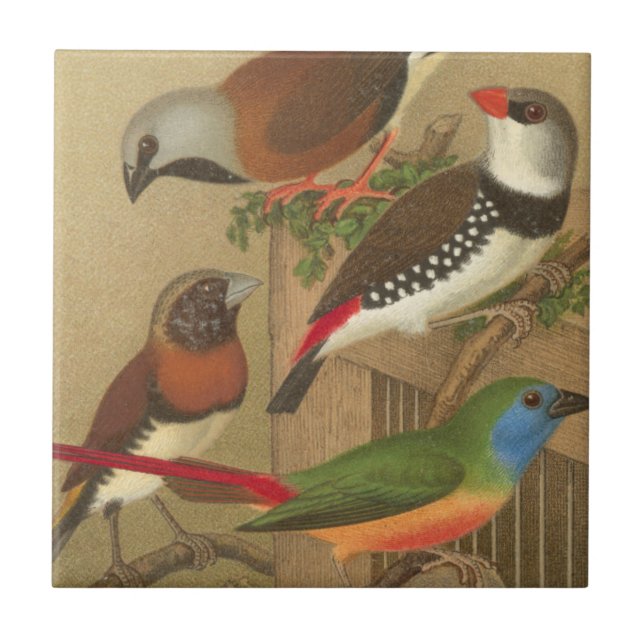 Five Colourful Pet Birds Perched on a Branch Ceramic Tile (Front)