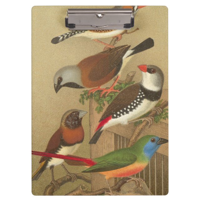 Five Colourful Pet Birds Perched on a Branch Clipboard (Front)