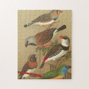 Five Colourful Pet Birds Perched on a Branch Jigsaw Puzzle