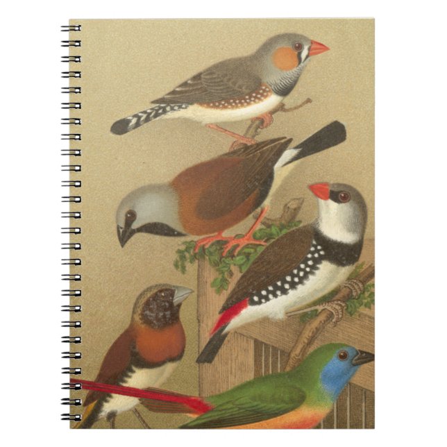 Five Colourful Pet Birds Perched on a Branch Notebook (Front)