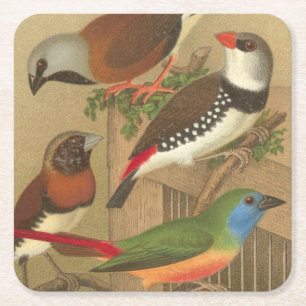 Five Colourful Pet Birds Perched on a Branch Square Paper Coaster