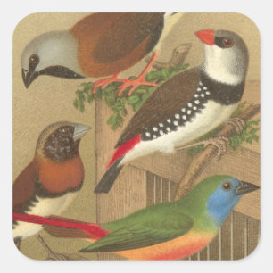 Five Colourful Pet Birds Perched on a Branch Square Sticker