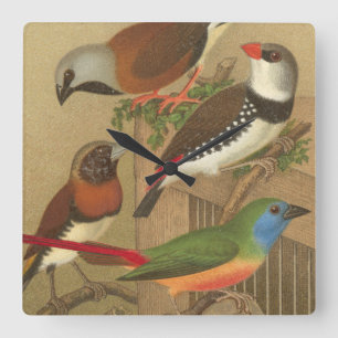 Five Colourful Pet Birds Perched on a Branch Square Wall Clock
