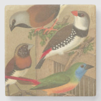 Five Colourful Pet Birds Perched on a Branch