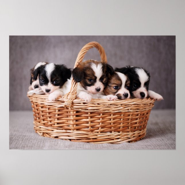 Five cute puppies in a basket poster (Front)