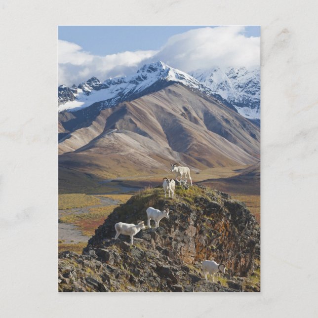 Five Dall sheep rams perch on a cliff Postcard (Front)