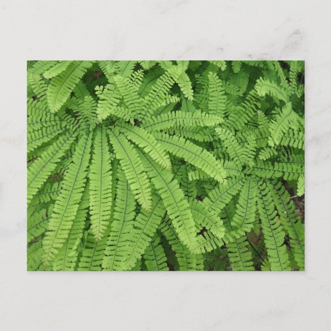 Five Finger Maidenhair Fern Postcard (Front)