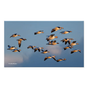 Five Goosestepping Canada Geese Photo Print