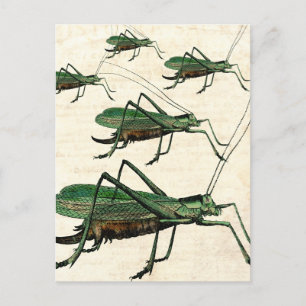 Five Green Grasshoppers or Katydids Postcard
