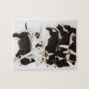 Five Harlequin Great Dane puppies sleeping Jigsaw Puzzle