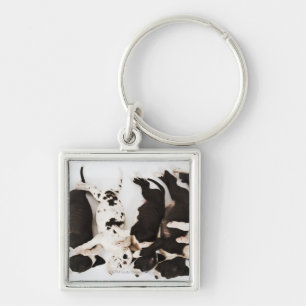 Five Harlequin Great Dane puppies sleeping Key Ring
