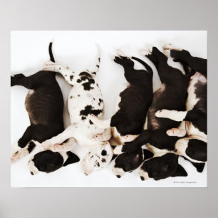 Five Harlequin Great Dane puppies sleeping Poster