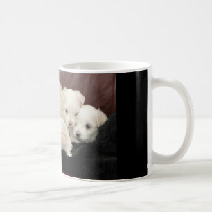 Five Maltese Puppies On A Variety Of Mugs