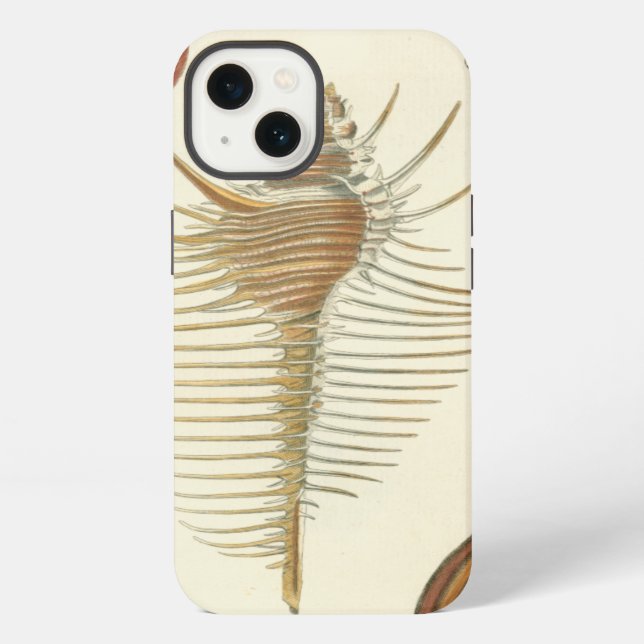 Five of a Kind Seashells iPhone Case (Back)