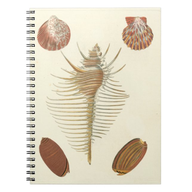 Five of a Kind Seashells Notebook (Front)