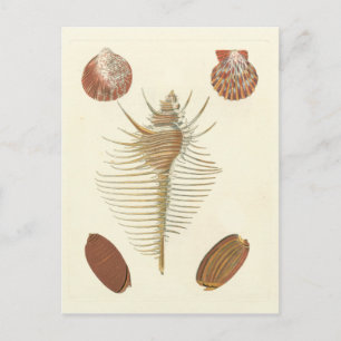 Five of a Kind Seashells Postcard