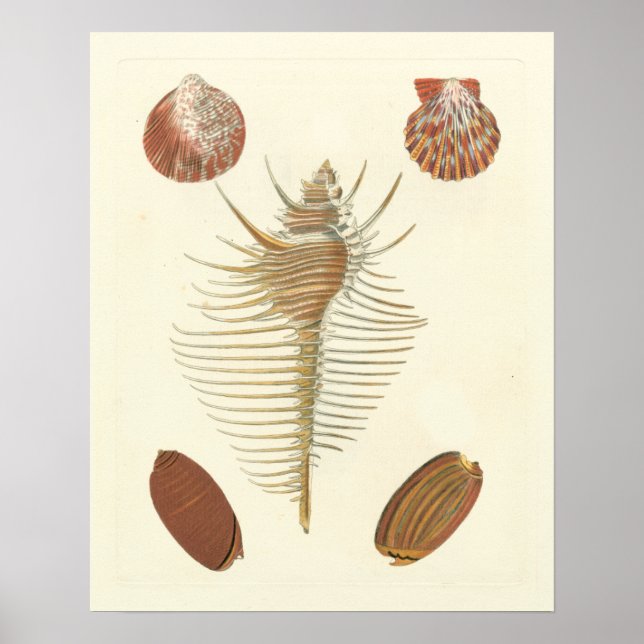 Five of a Kind Seashells Poster (Front)