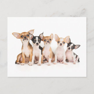 Five puppies postcard