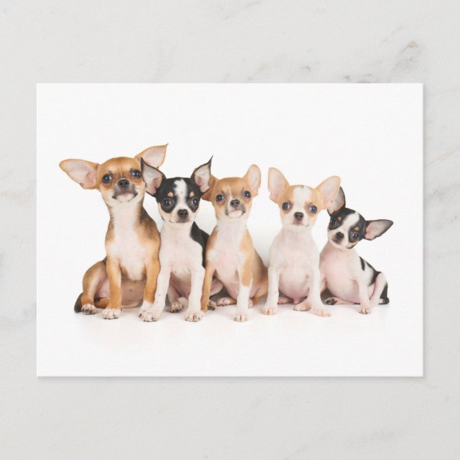 Five puppies postcard (Front)