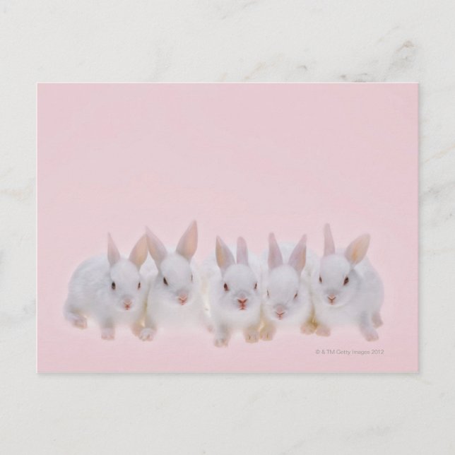 Five Rabbits 2 Postcard (Front)