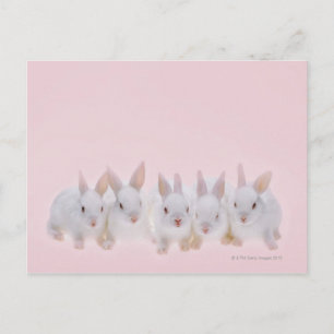 Five Rabbits 2 Postcard