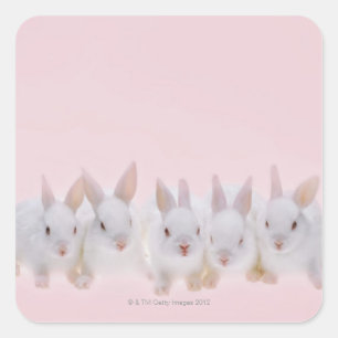 Five Rabbits 2 Square Sticker