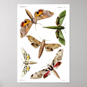 Five sphinx moths poster