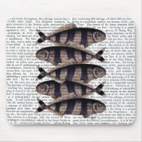 Five Striped Fish