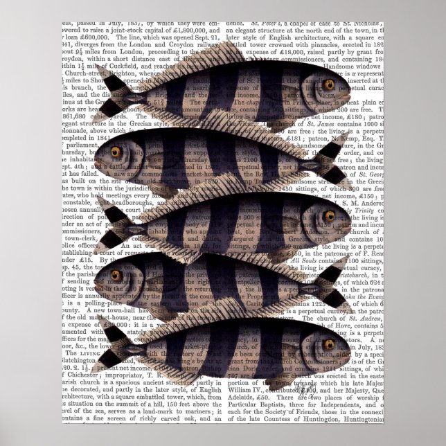Five Striped Fish Poster (Front)