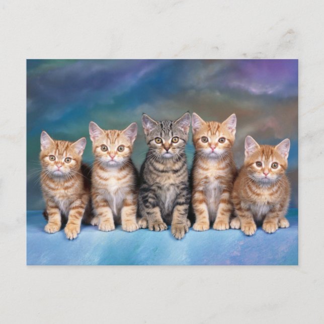 Five Tabby Kittens, Red in a Row Postcard (Front)