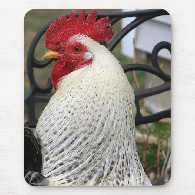 Five Toes Rooster Photo Mouse Pad (Front)