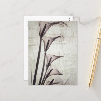 Five Vintage X-Ray Flowers Postcard
