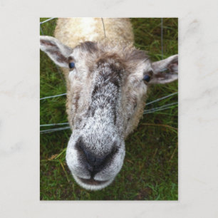 Fjun the sheep postcard