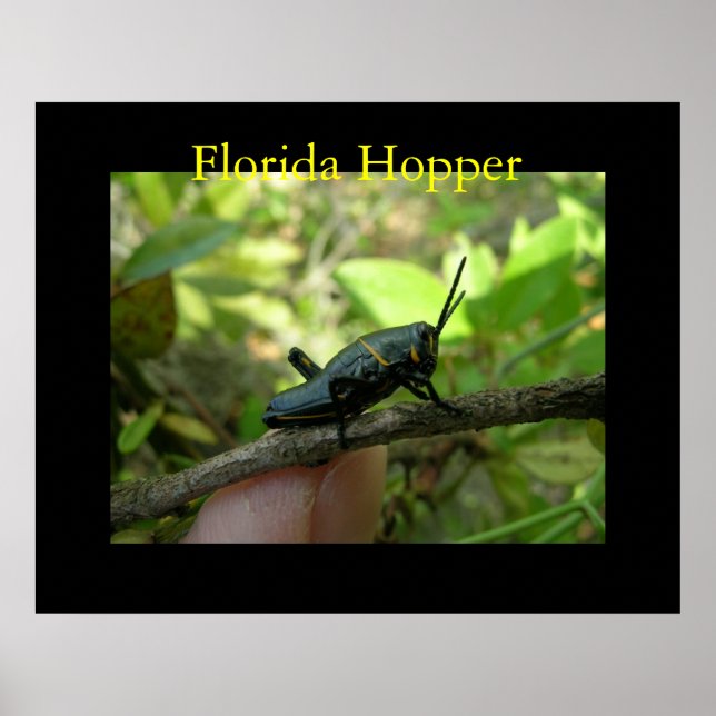 FL Hopper Poster (Front)