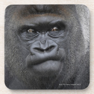 Flachlandgorilla, Gorilla gorilla, Coaster