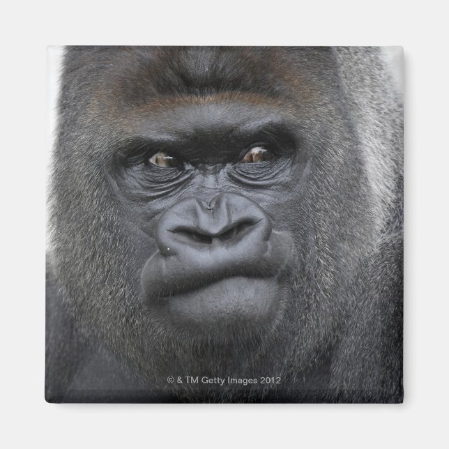 Flachlandgorilla, Gorilla gorilla, Magnet (Front)