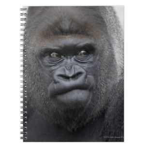 Flachlandgorilla, Gorilla gorilla, Notebook