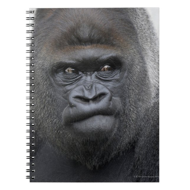 Flachlandgorilla, Gorilla gorilla, Notebook (Front)