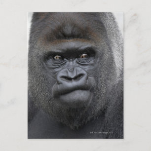 Flachlandgorilla, Gorilla gorilla, Postcard