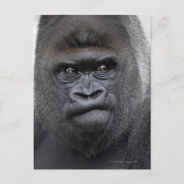 Flachlandgorilla, Gorilla Postcard (Front)