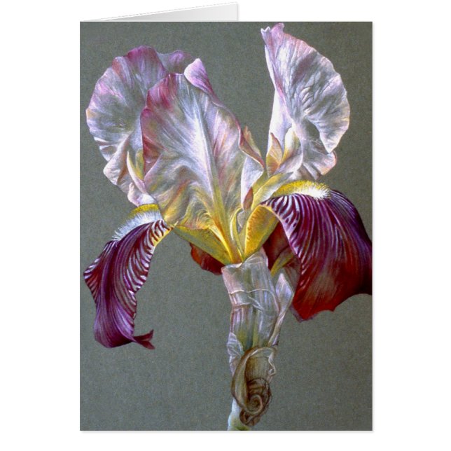 Flag Iris botanical flower fine art blank card (Front)