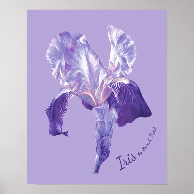 Flag Iris (purple and mauve) poster print (Front)