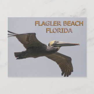 Flagler Beach Pelican Postcard