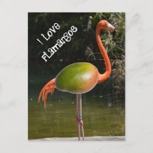Flamango Postcard