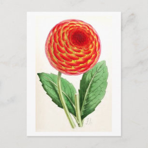 "Flambeau Dahlia" Vintage Illustration Postcard