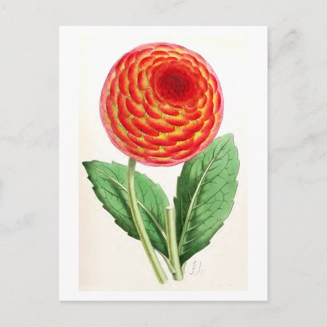 "Flambeau Dahlia" Vintage Illustration Postcard (Front)